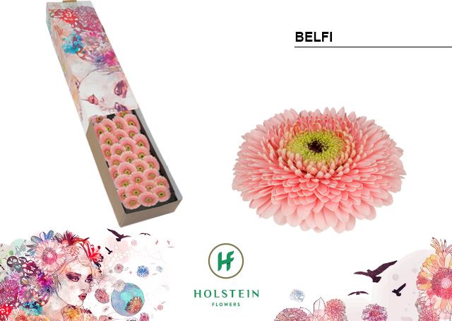 Гермини Помпон Бэлфи x60, шт.