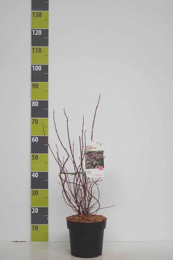 Deutzia hybrida 'Strawberry Fields' C 4,6, D 23