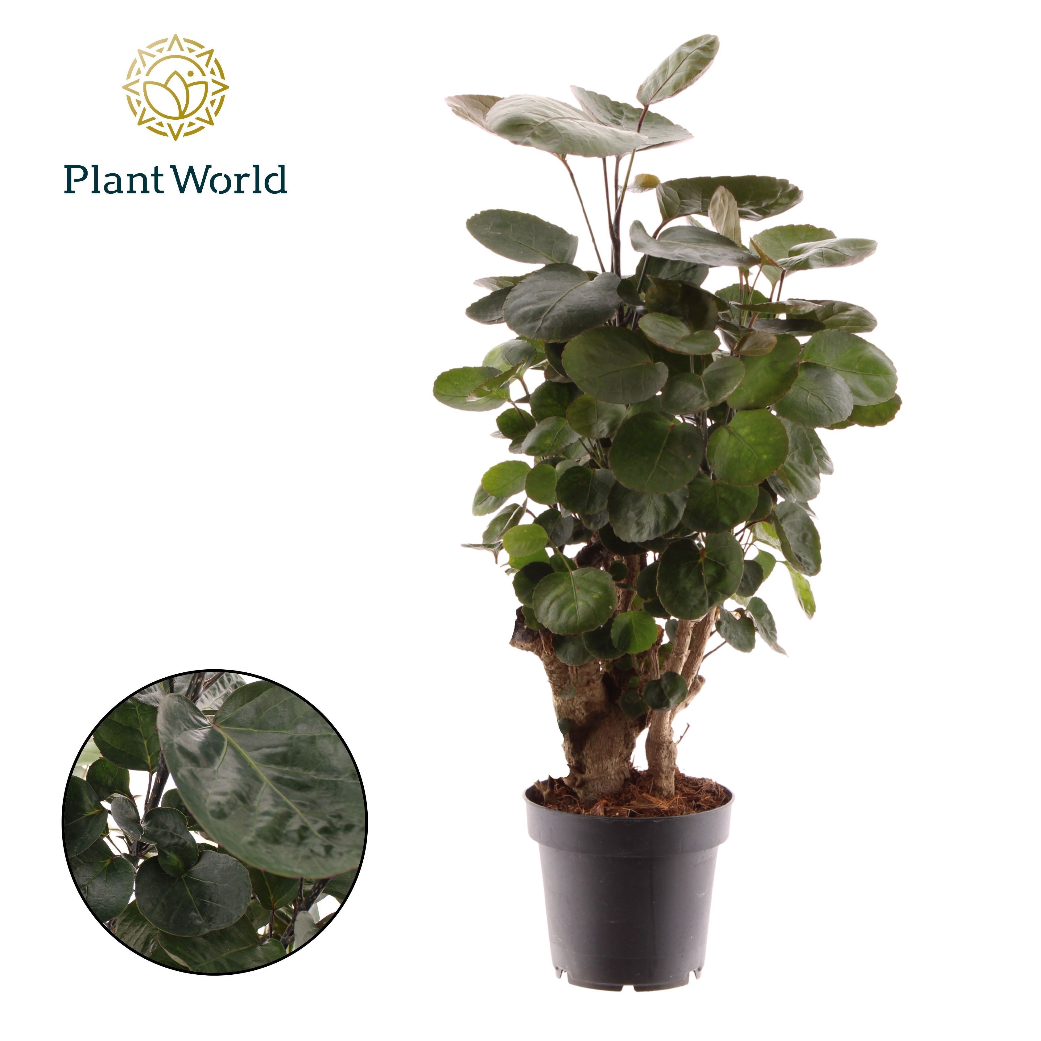 Polyscias Fabian, D 12