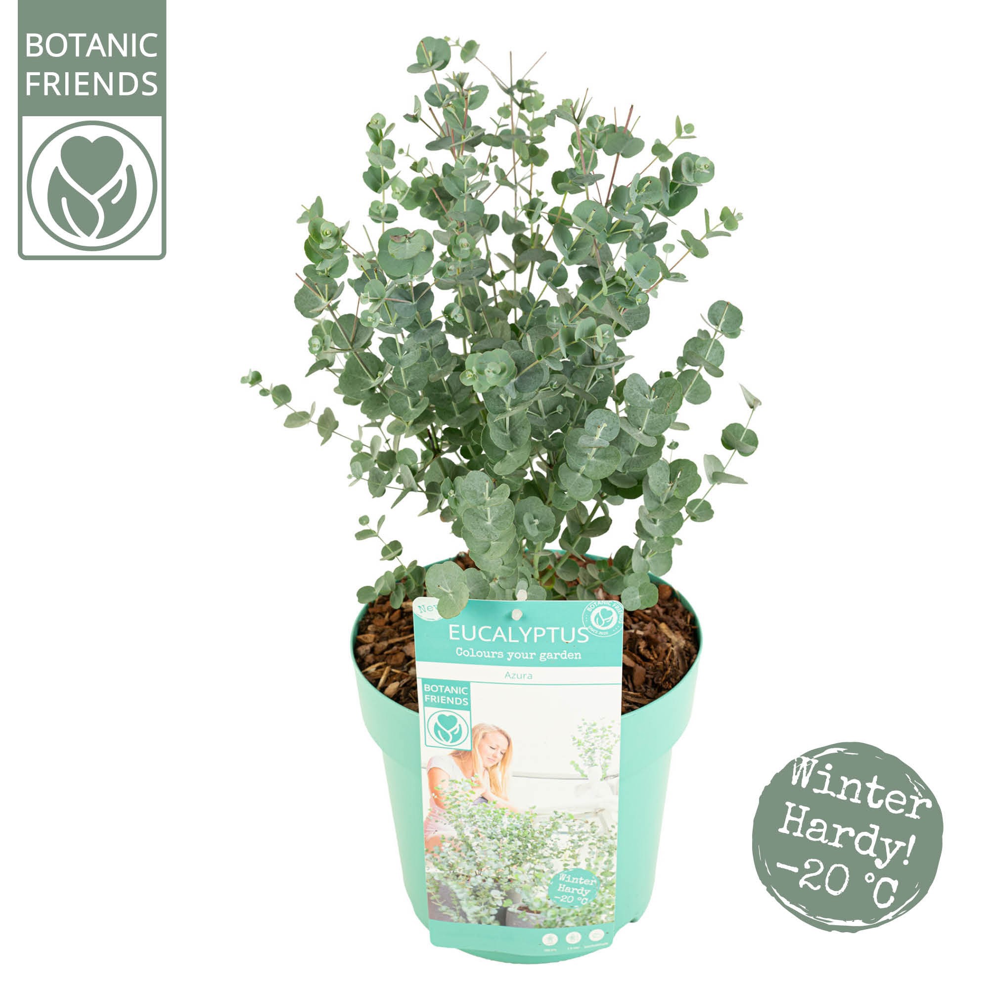 Eucalyptus gunnii 'Azura', D 24