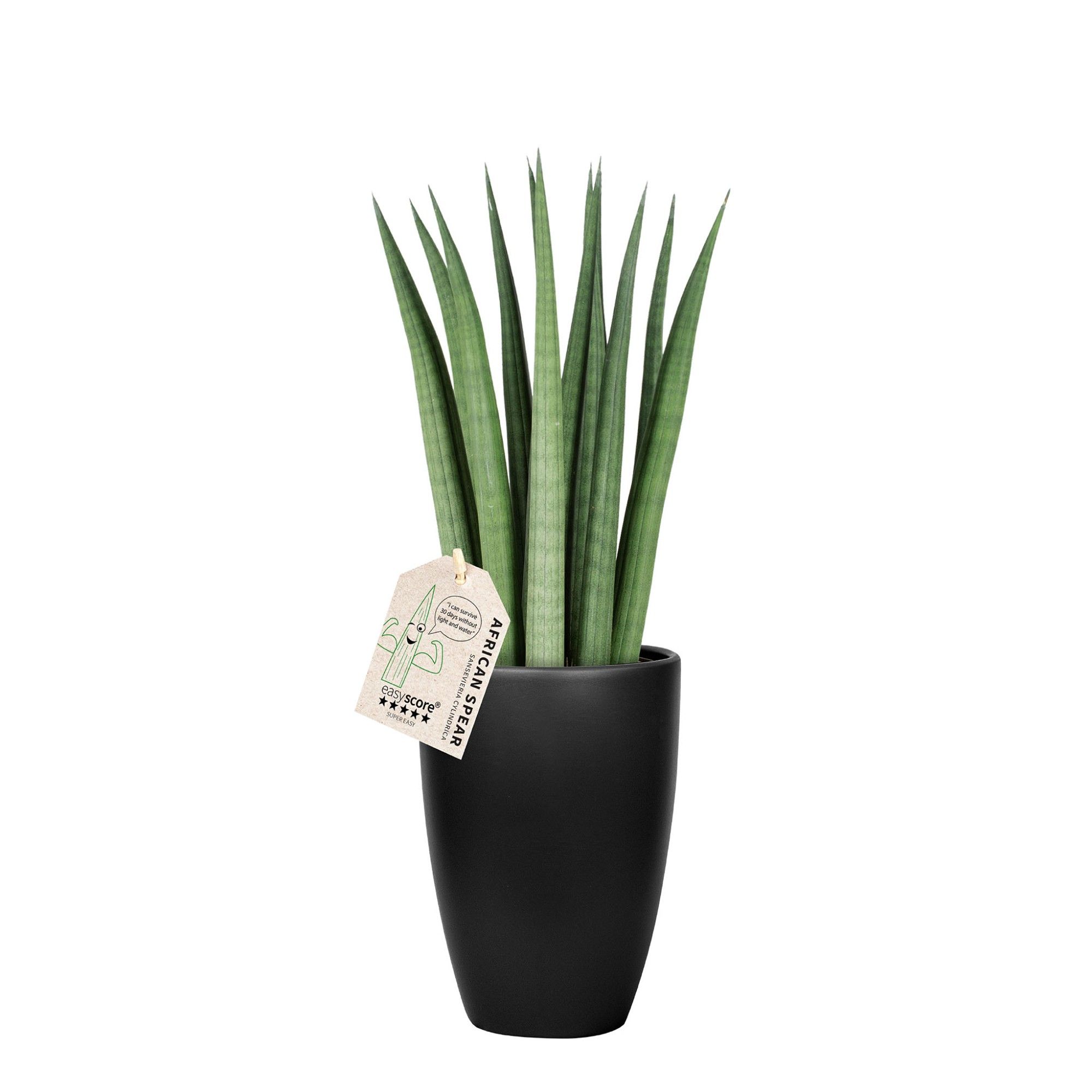 Classic Black, Sansevieria ´Straight´, D 12