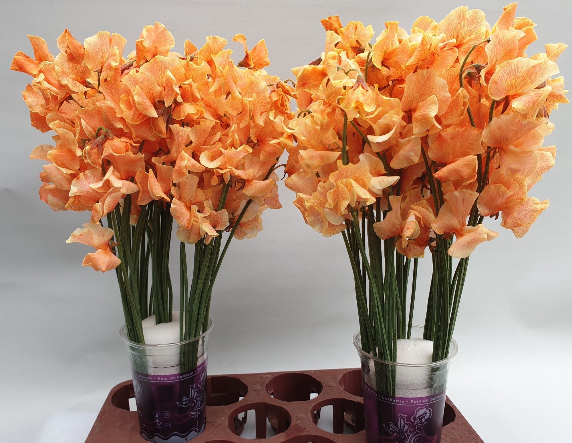 Латирус Парфум Крашеный 35 (краш. ), шт.