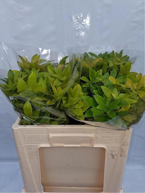 Чозия Лич 50, шт.