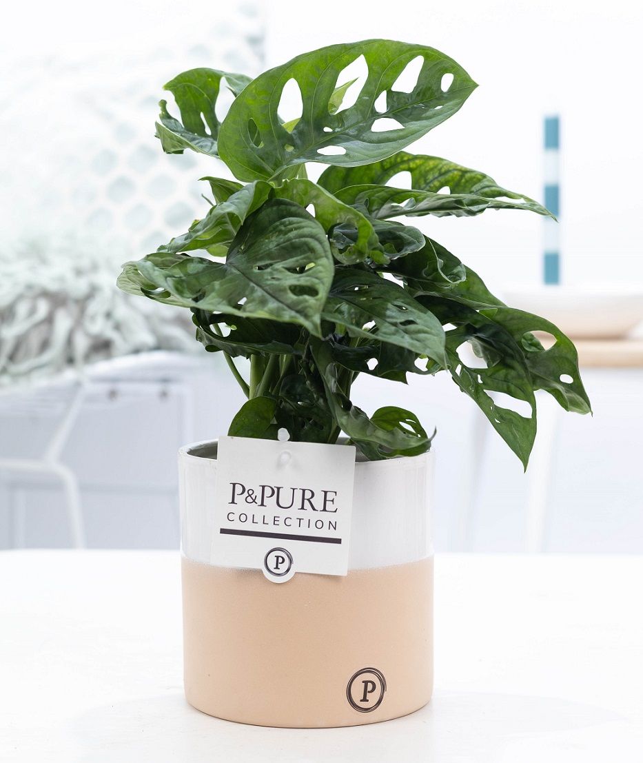 Monstera Adansonii in P&PURE cer. Rosy, D 12