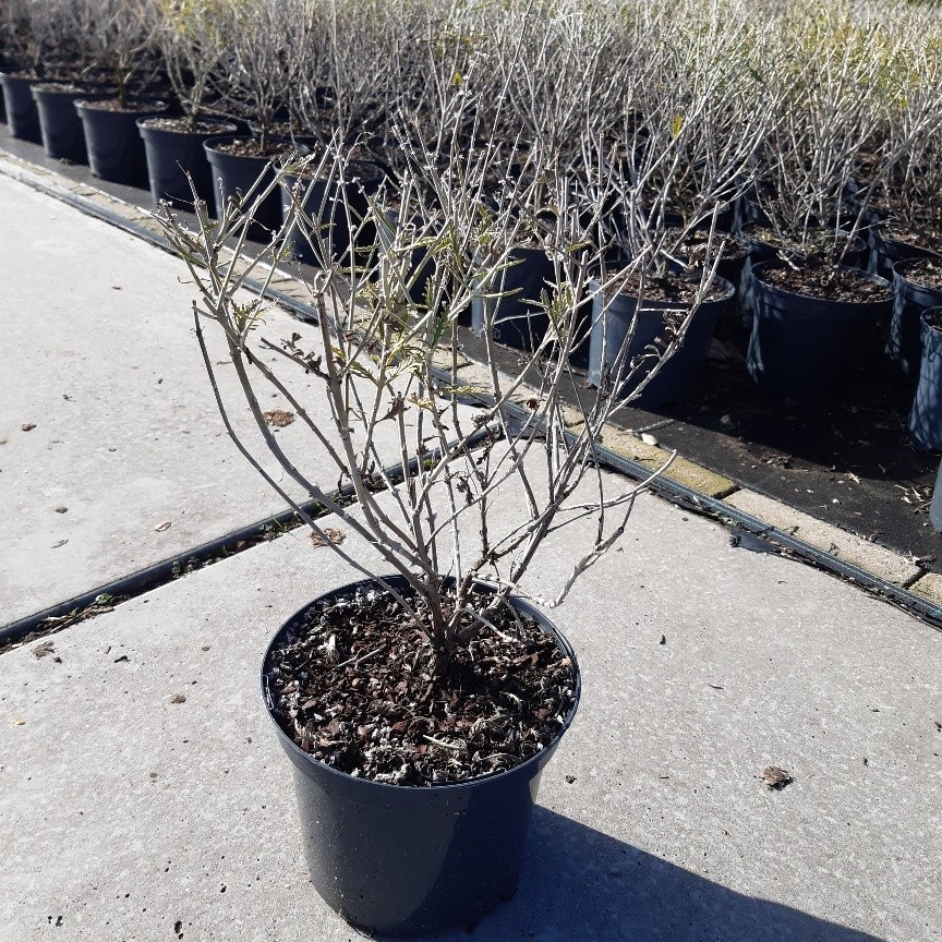 Perovskia Blue Spire, D 19 cm