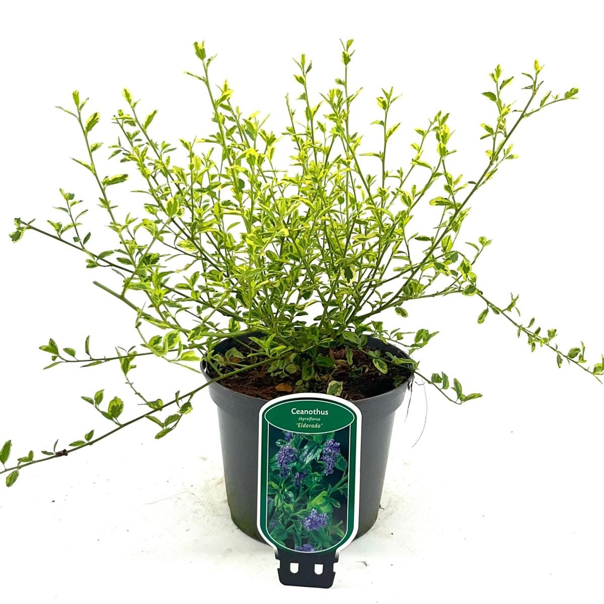 Ceanothus El Dorado, D 17