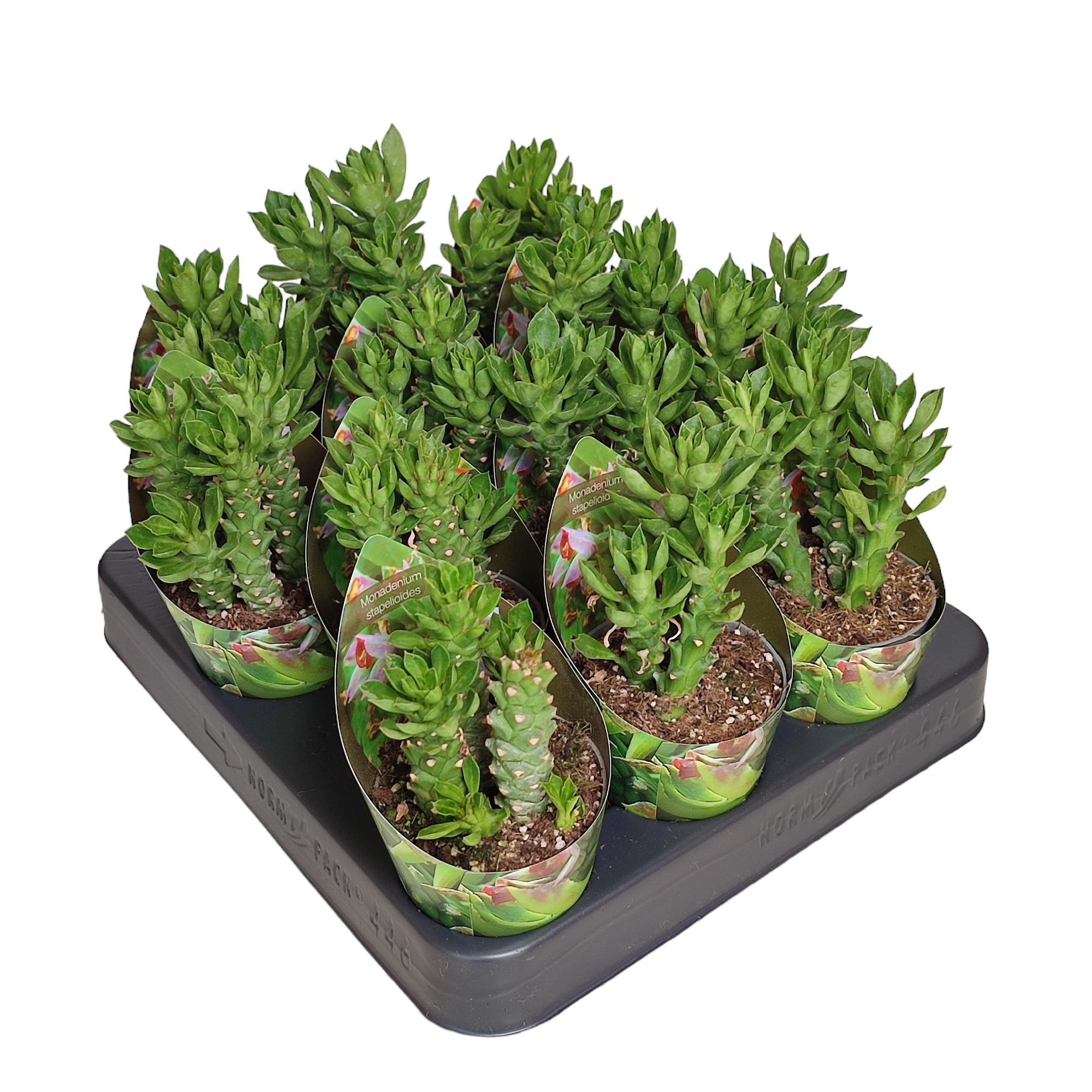 MONADENIUM STAPELIOIDES - POT Ø 6,5 WITH POTCOVER (SUCCULENTEN), D 6,5