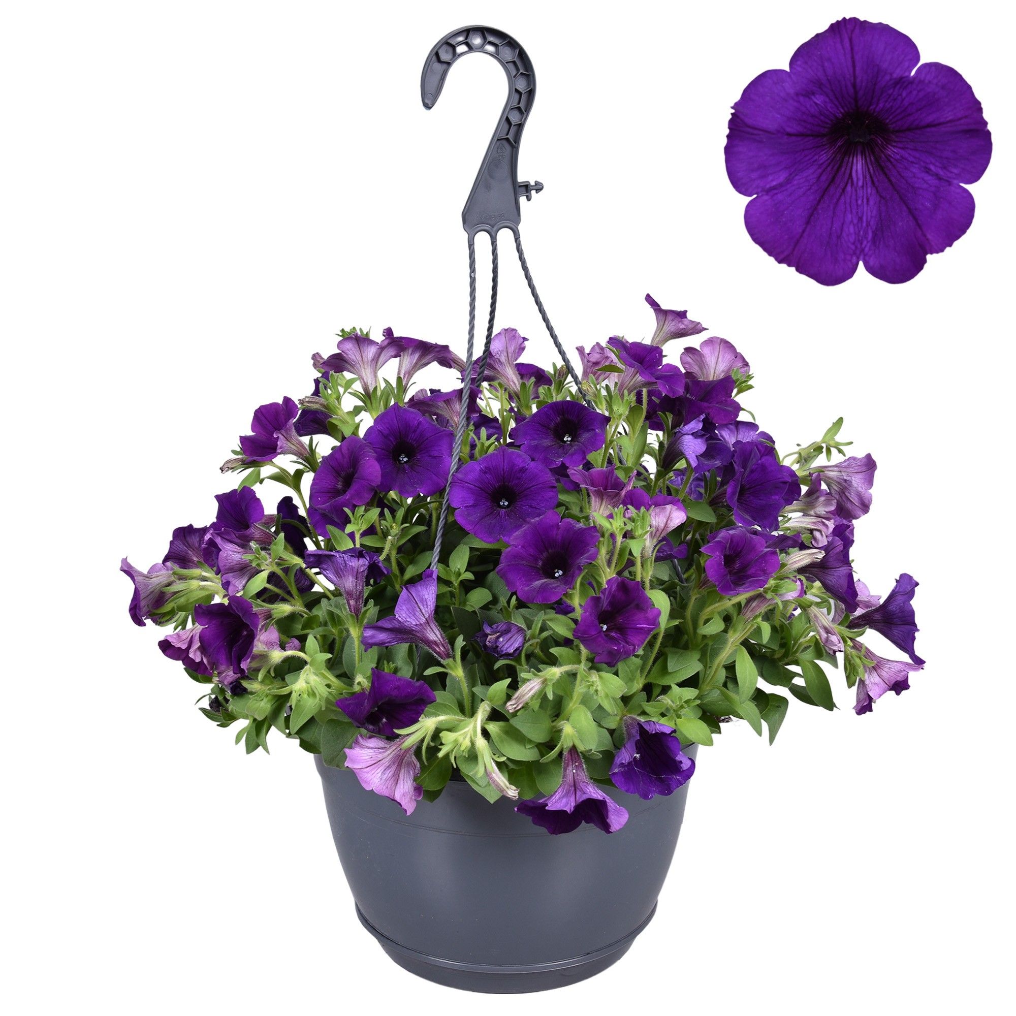 Hpot Petunia Blauw + Hoes, D 25