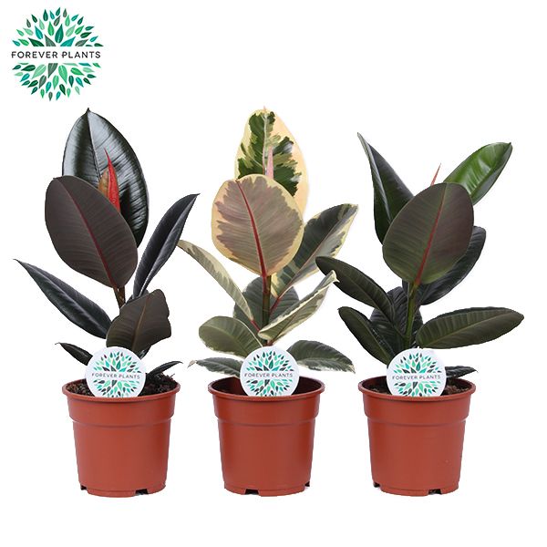Ficus Elastica 2-3 soorten mix p17, D 17