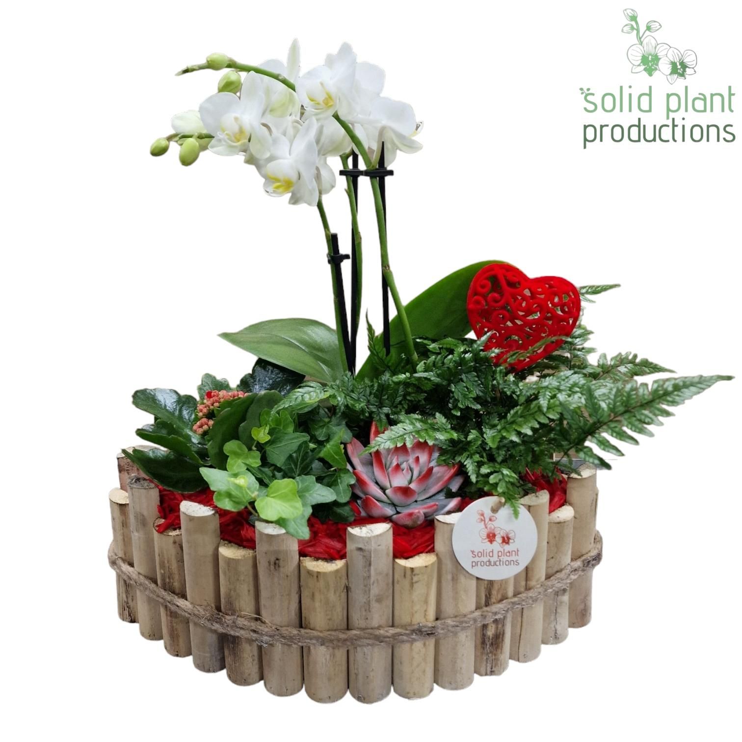 HVPE006 Napoli Large Red, D 35