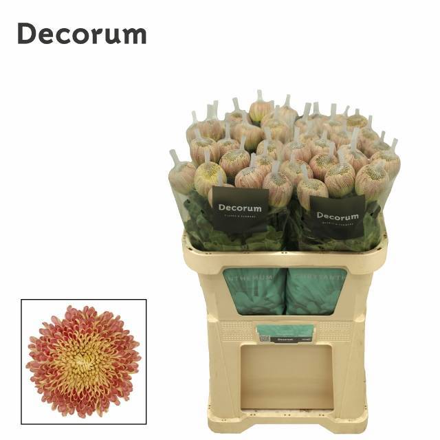 Хризантема од. Кутюр Блаш 70, шт.