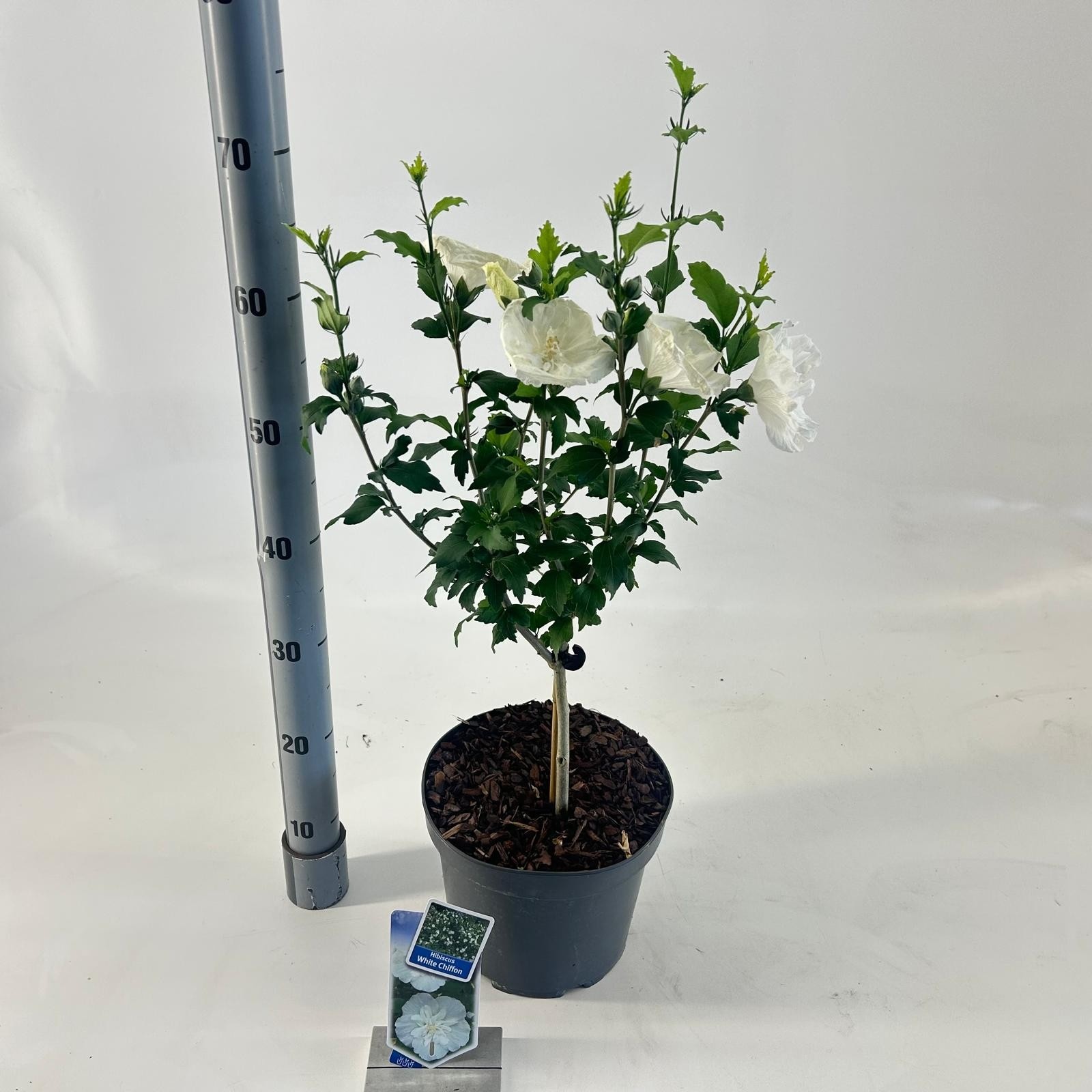Hibiscus syr. White Chiffon ('Notwoodtwo'PBR) -- op stam, D 23