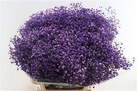 Гипсофила Овериг Крашеная (краш. ) 80, шт.