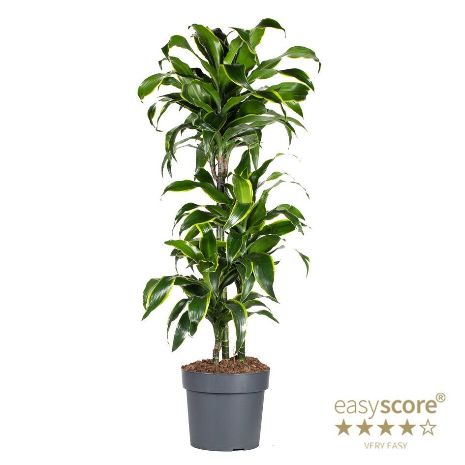 Dracaena ´Gold coast´, D 24