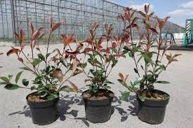 Photinia fraseri 'Red robin' 100+, D 21 cm