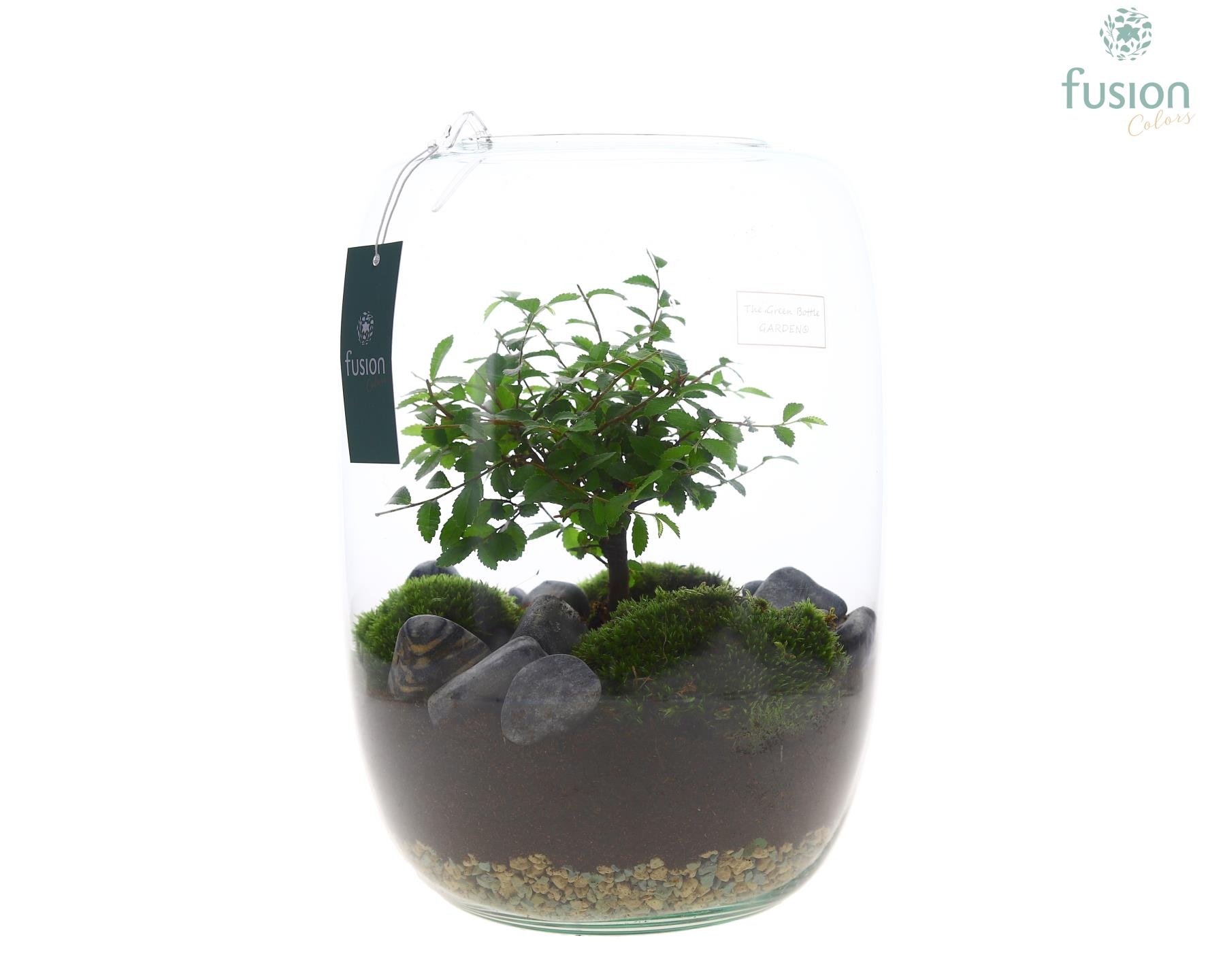 Green Bottle Isabella XLarge met Bonsai, D 23