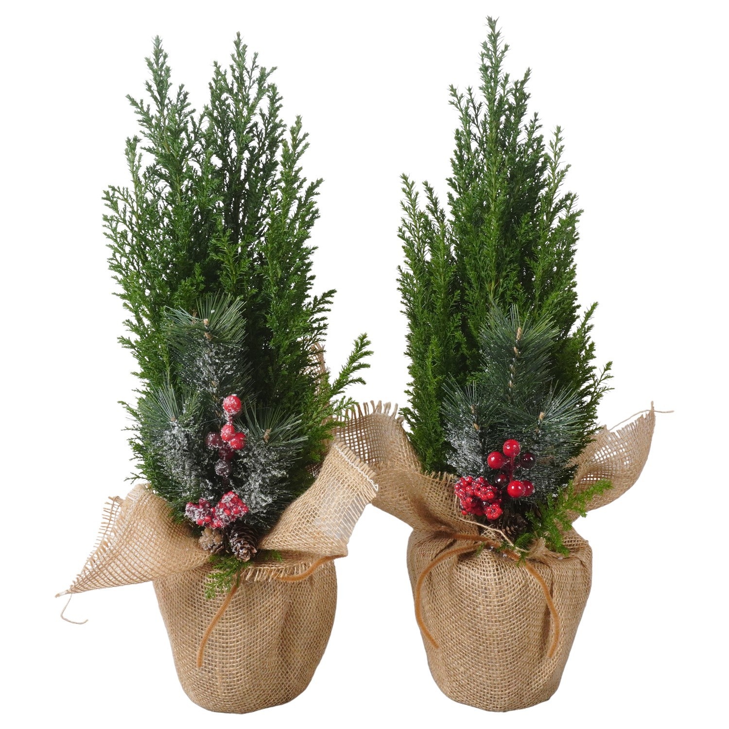 PTK26906 Ellwoodii in jute met decoratie, D 13