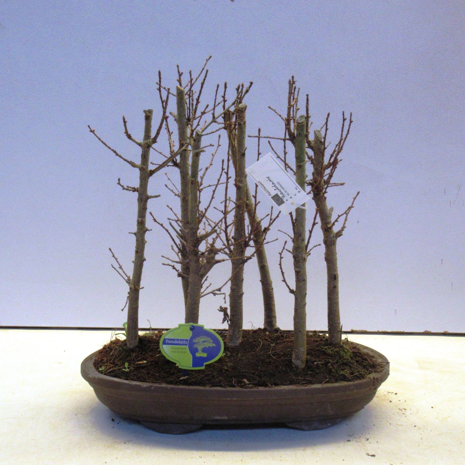 Pseudolarix group, D 38