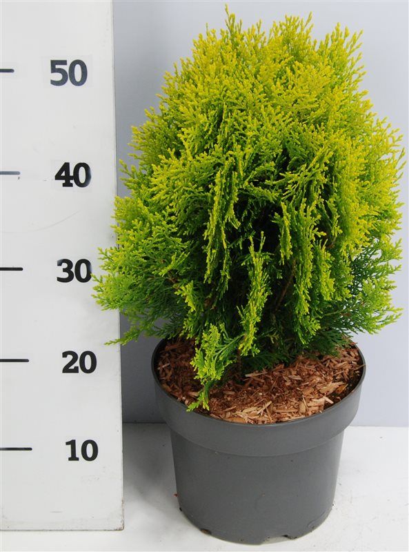 Thuja occ. 'Aurea Nana', D 23