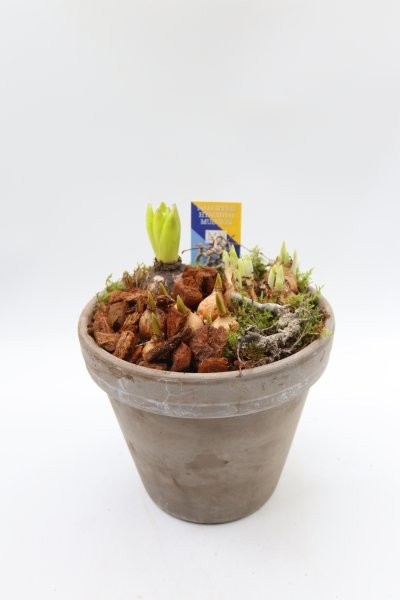 Bollen, terra cotta pot grijs L, D 20