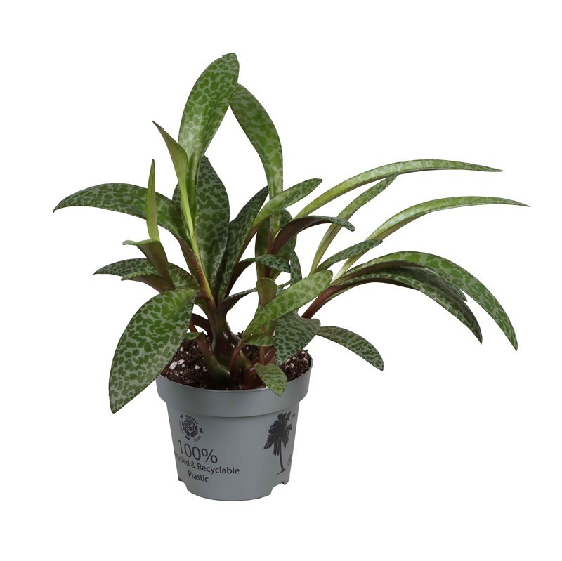 LEDEBOURIA SOCIALIS, D 12