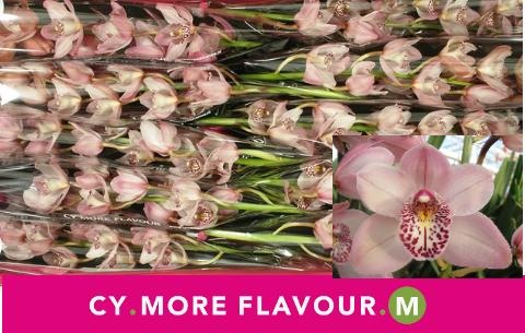 Цимбидиум мини Ирен x10 60, шт.