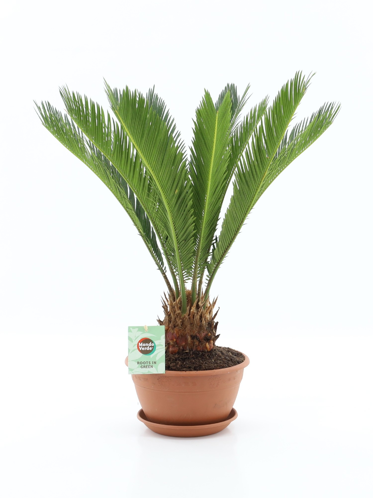 Cycas Revoluta 22cm met schotel, D 22