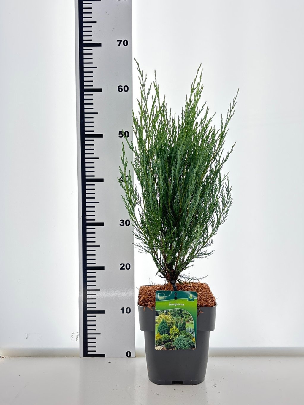 Juniperus scop. 'Moonglow', D 19