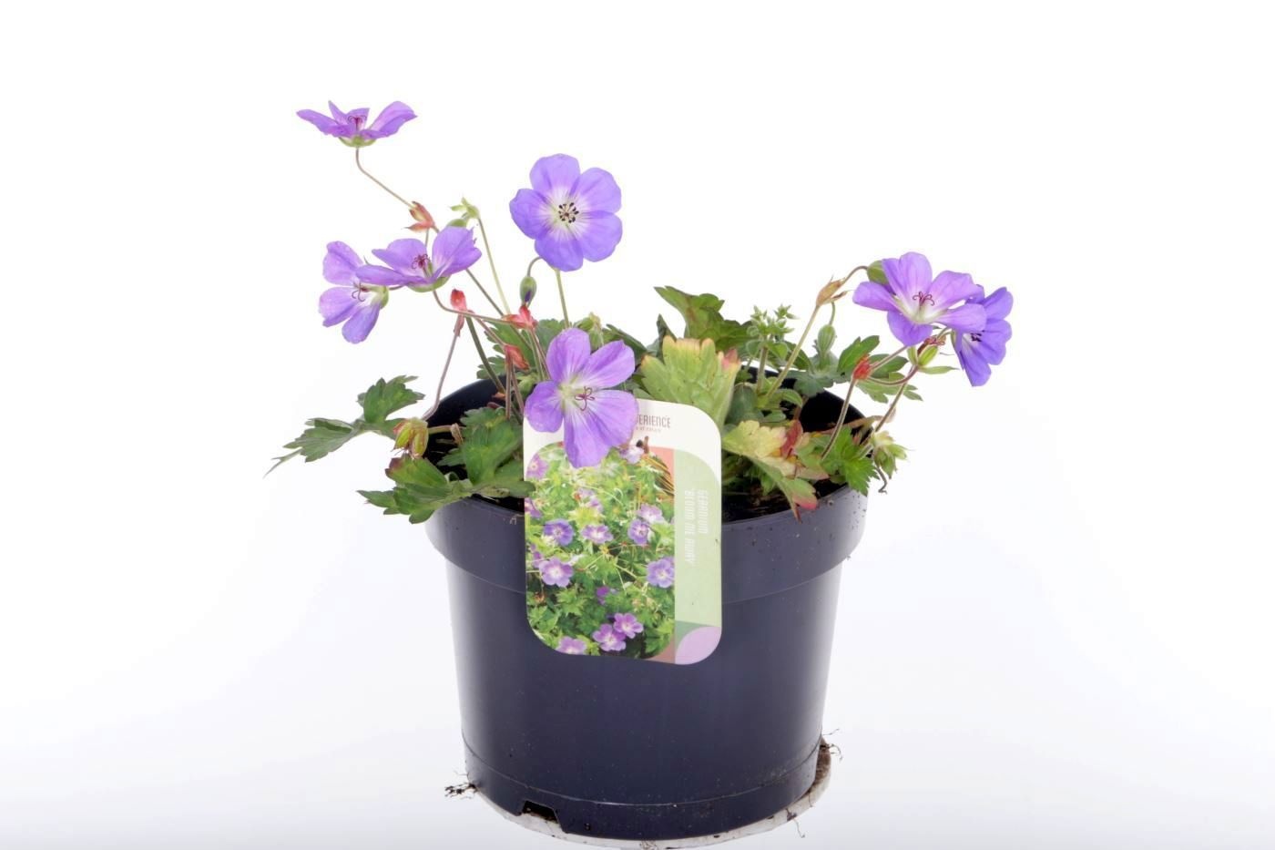 Geranium Bloom Me Away, D 17 cm