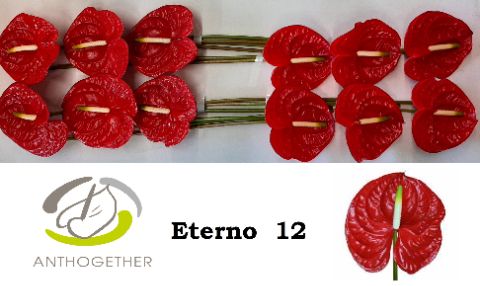 Антуриум Этерно x12, шт.