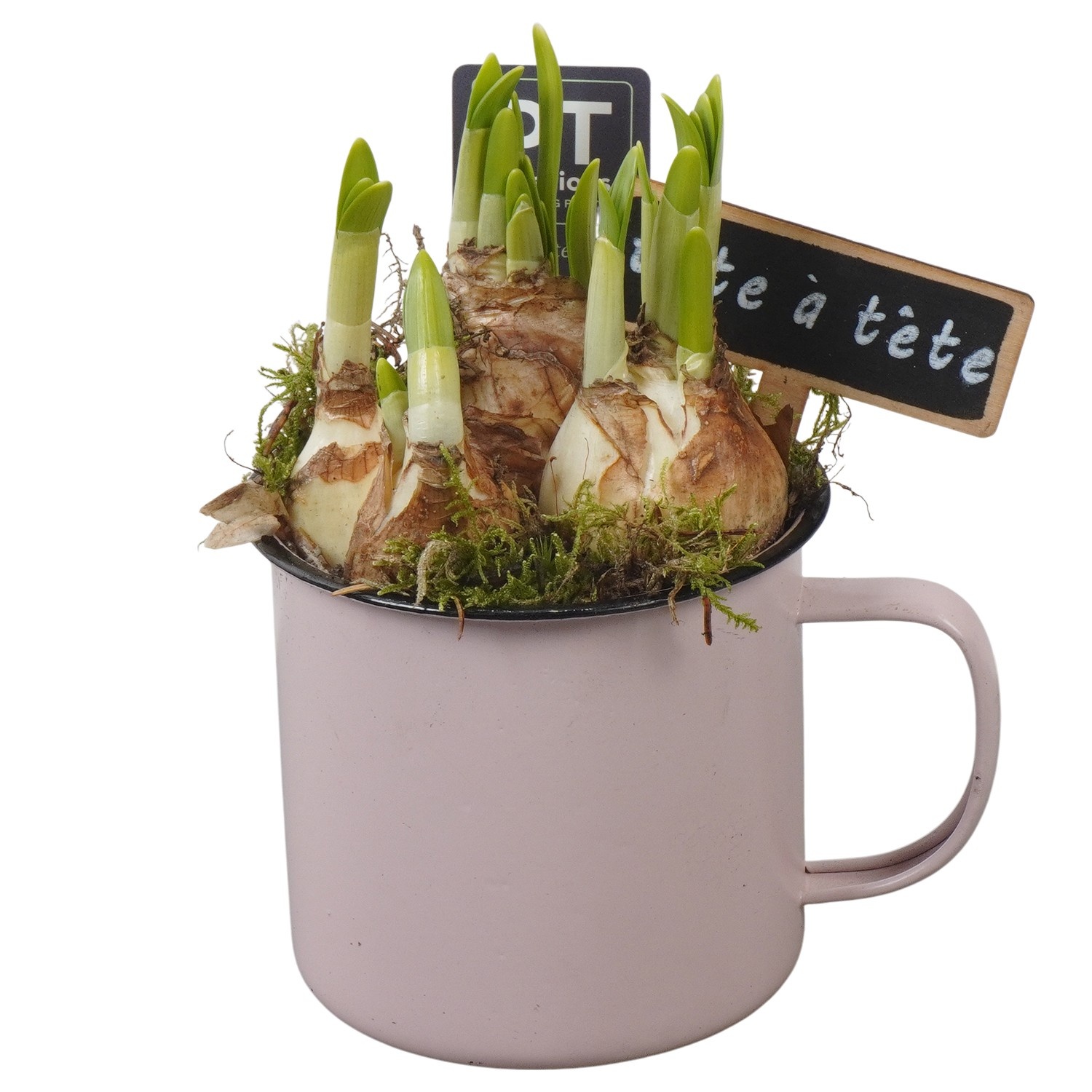 PTN8557 Arrangement Narcissus in zink pot, D 10