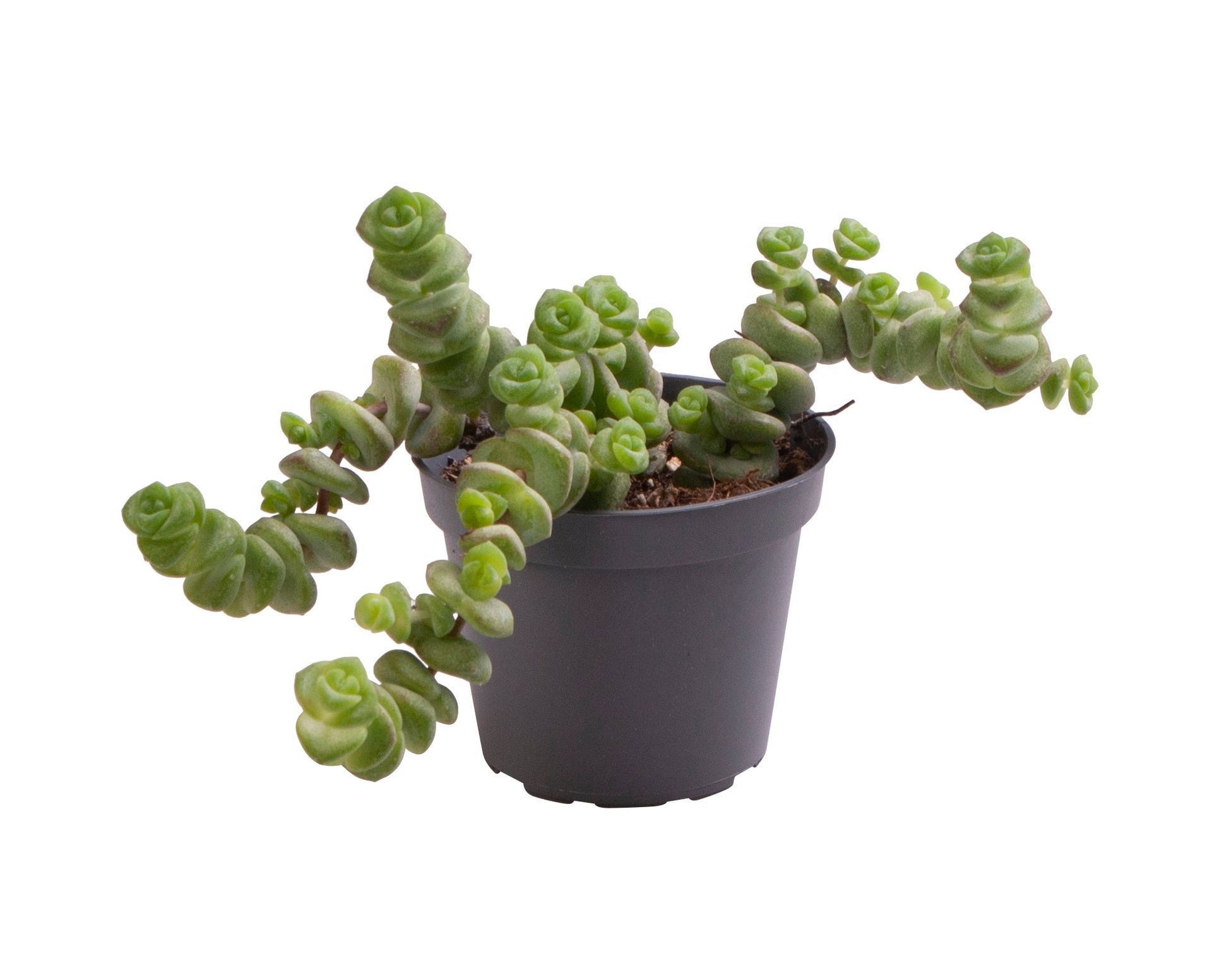 Crassula Hottentot, D 6