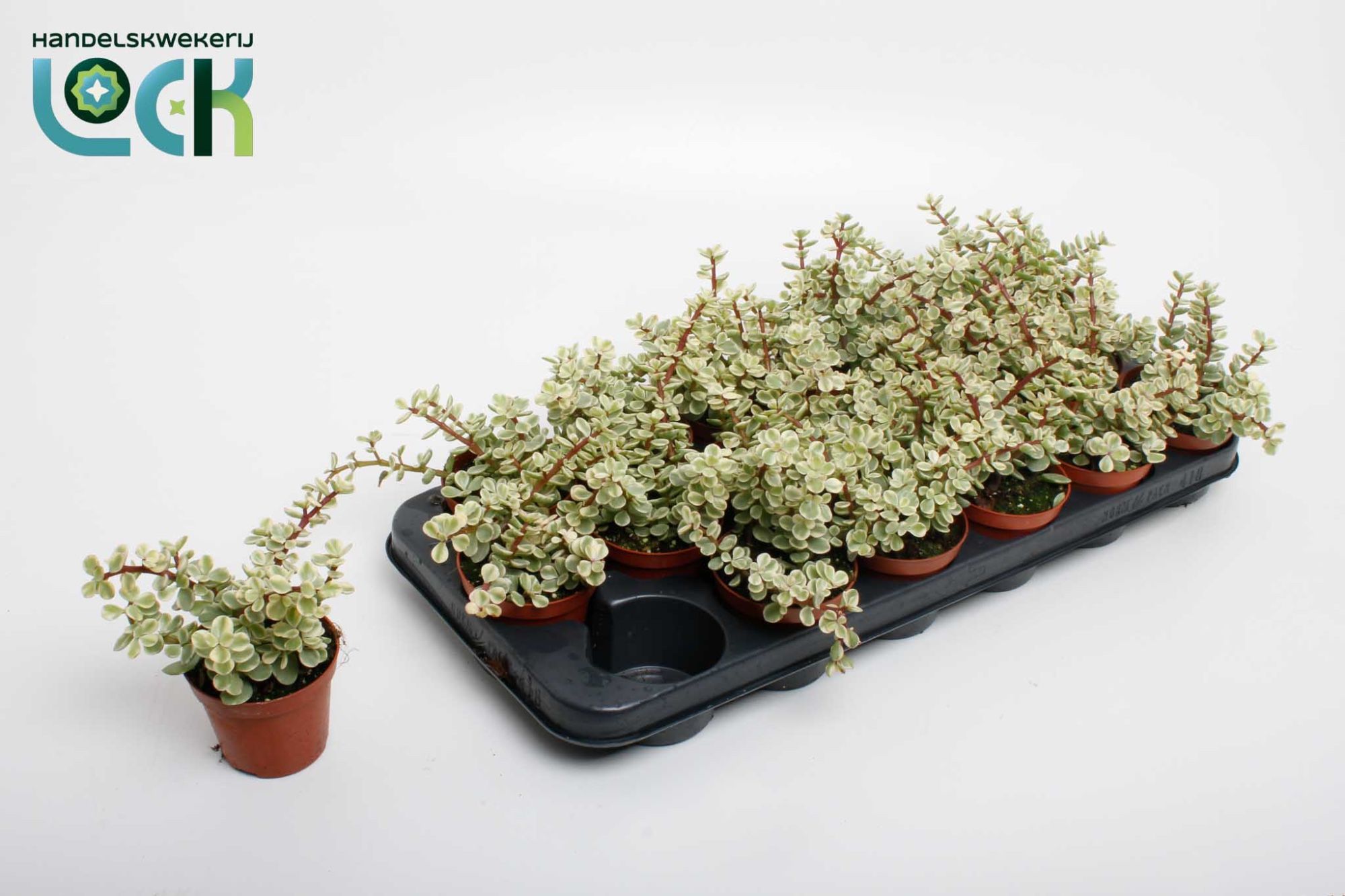 Portulacaria Afra Varigata, D 8,5