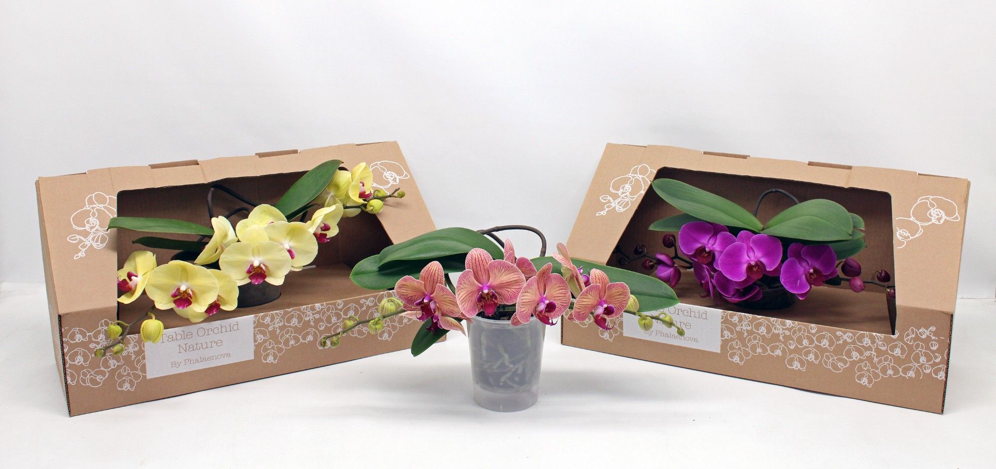 Table Orchid NATURE, D 12 cm