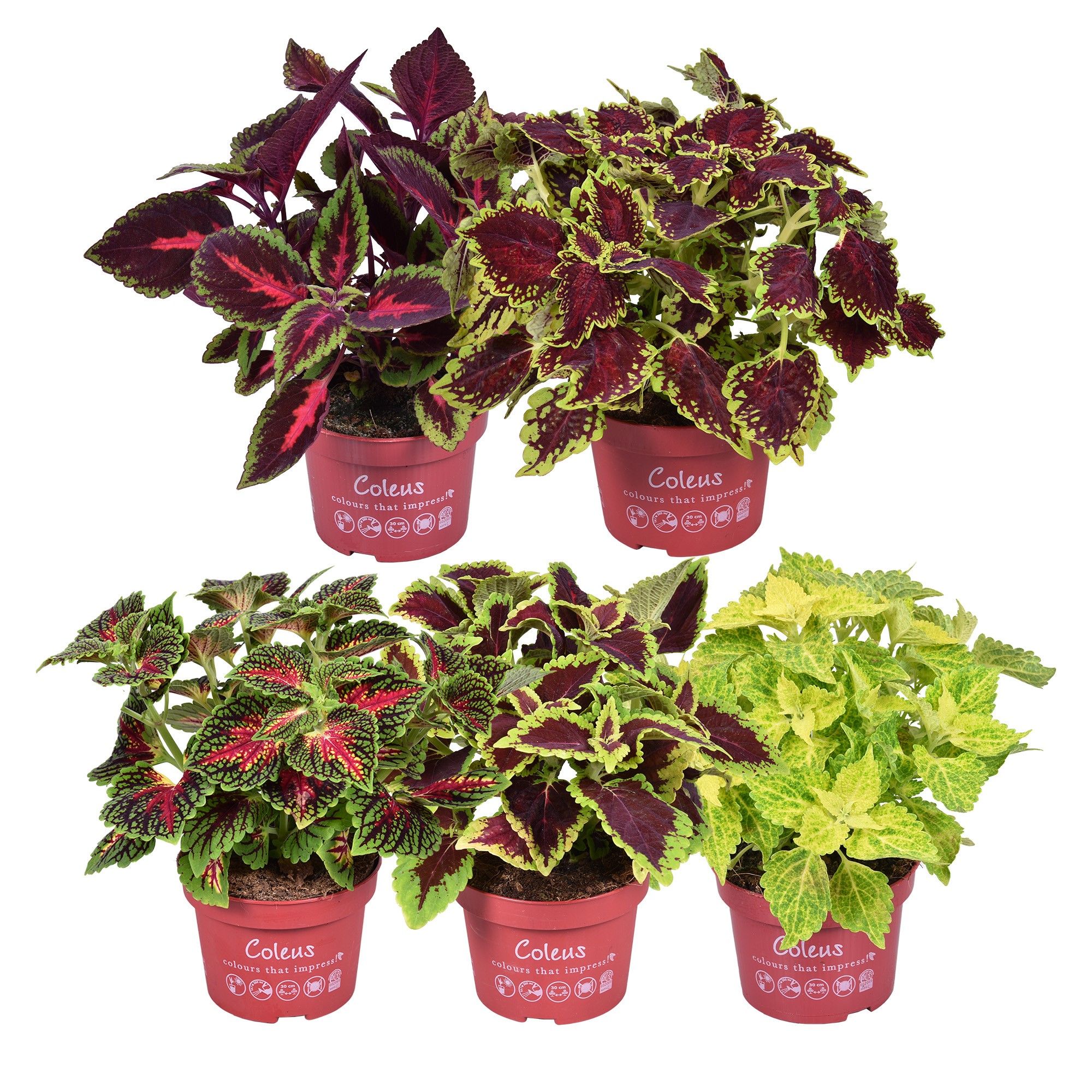 Coleus Main street mixlaag, D 13