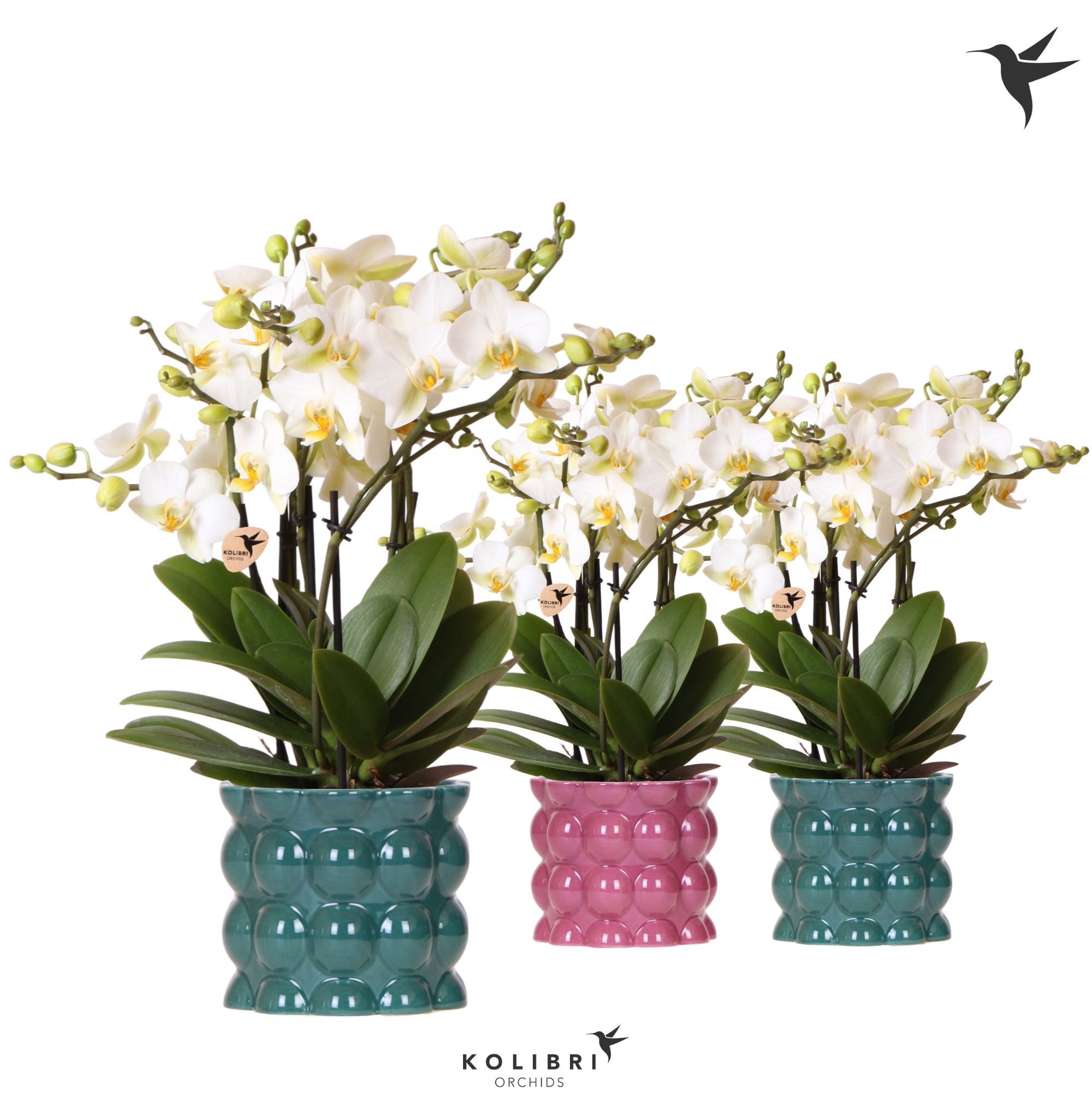 Kolibri Orchids Phalaenopsis Blossom Lausanne 6 spike in Cotton pot green mix, D 12