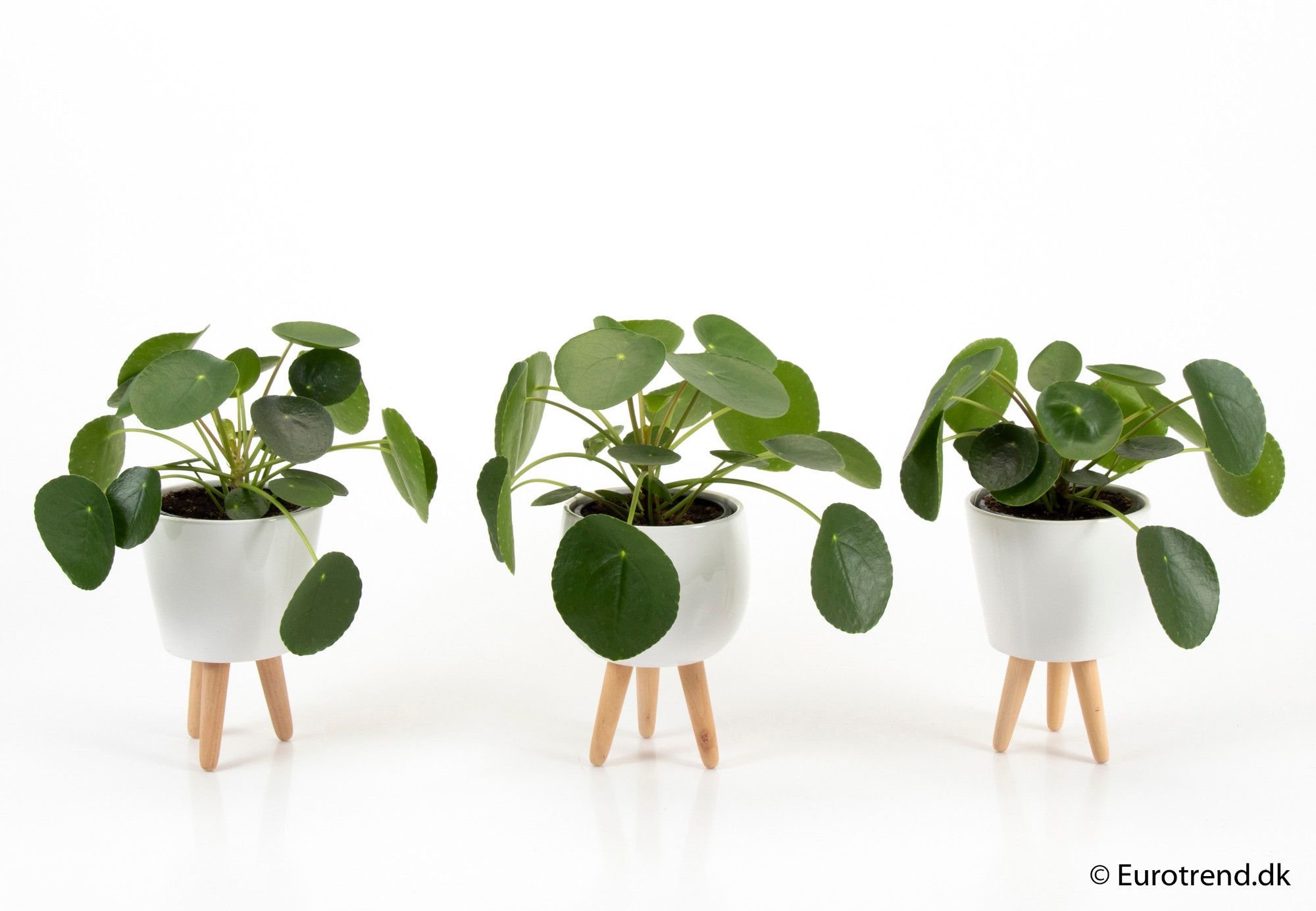 Pilea Pepemioides in 11 cm ceramic with leg - New Look 2025, D 6