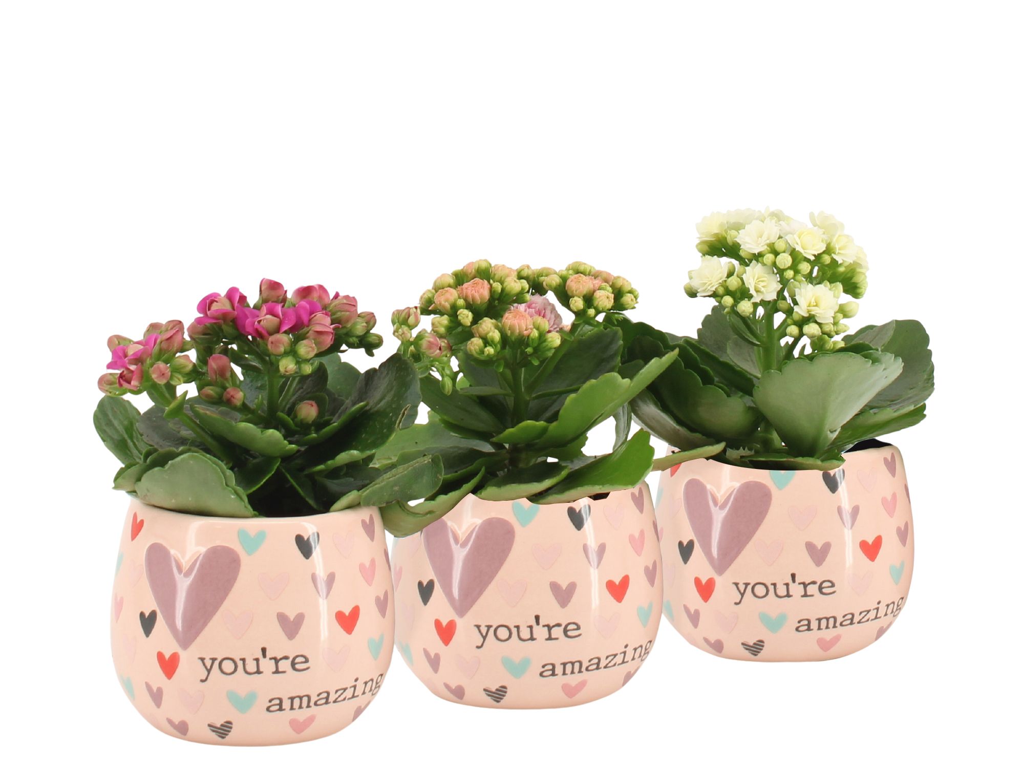 2501080: Solutionss Lovess, D 7