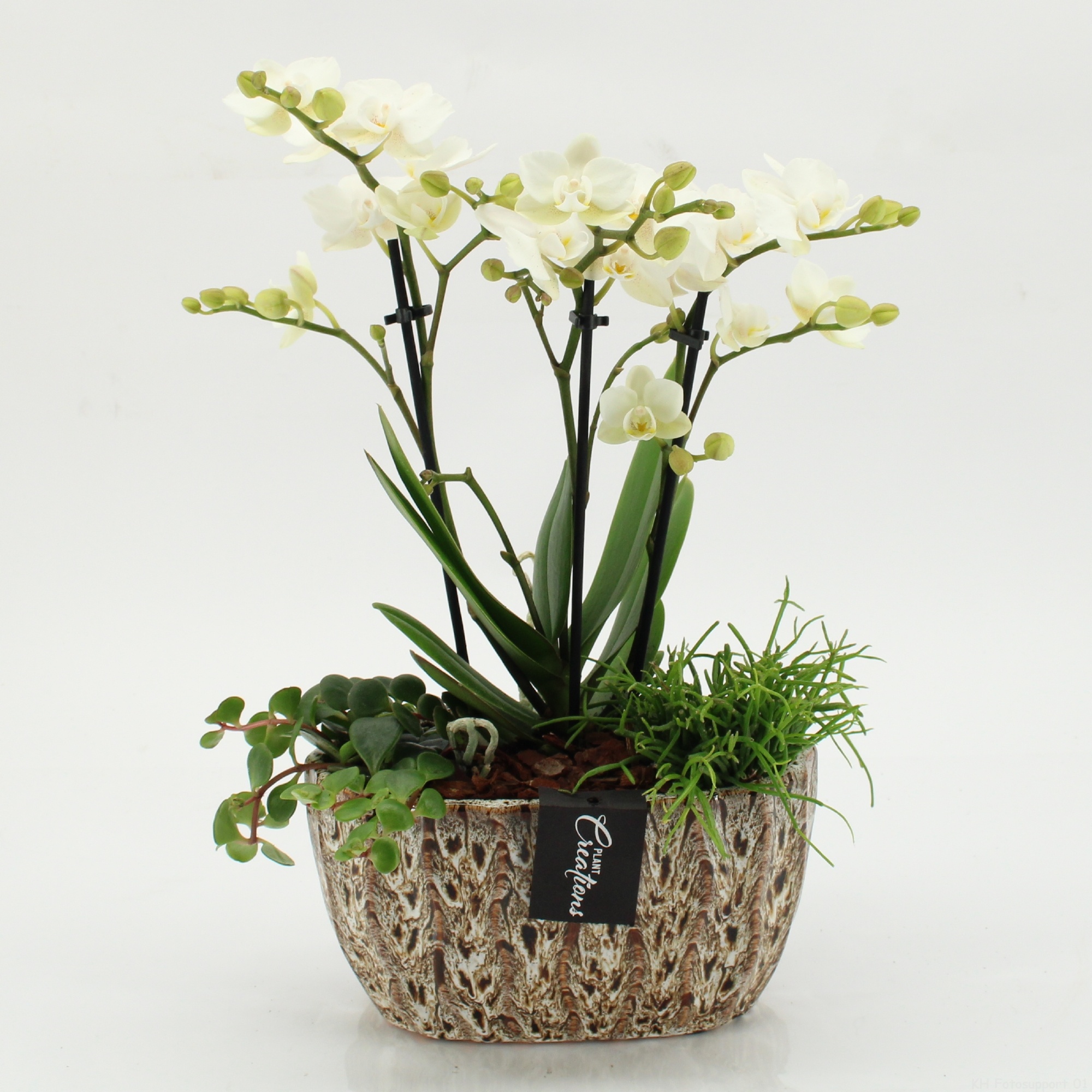 PHAL-2604 Phalaenopsis creatie, D 20