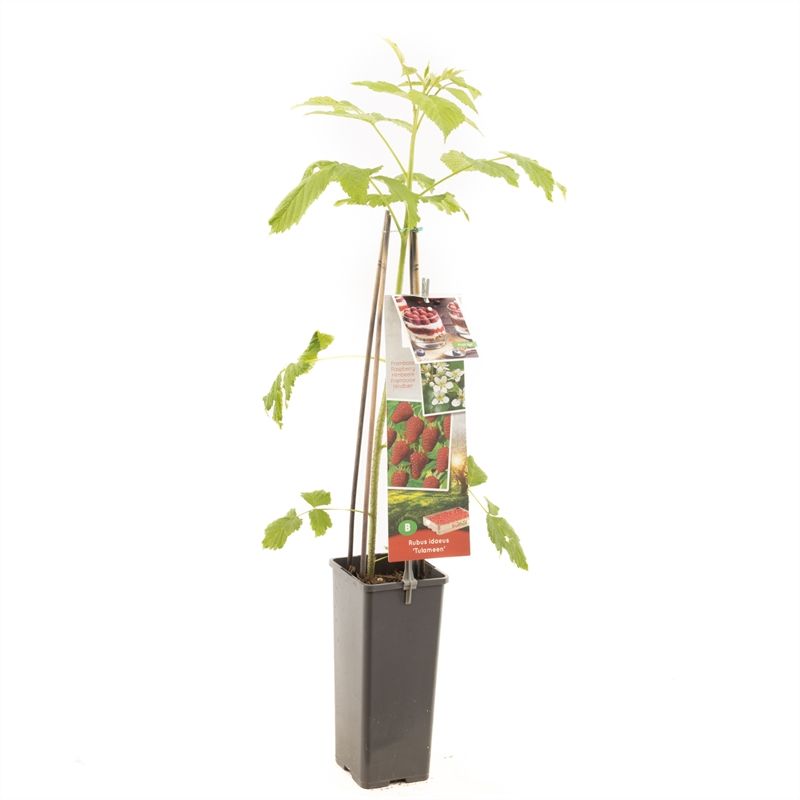 Rubus idaeus Tulameen Rode zomerframboos, D 11