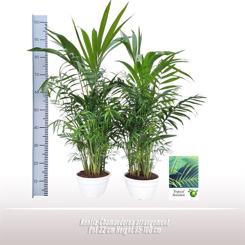 Kentia-Chamaedorea arrangement, D 22