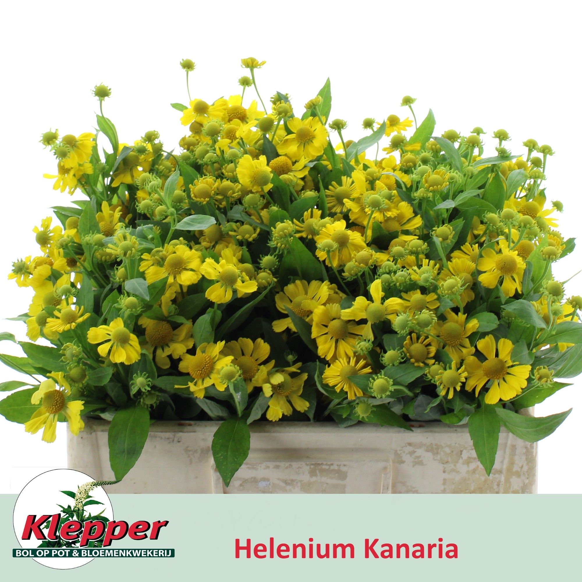 Хелениум Канария 50, шт.