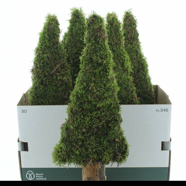 Мох Овериг Крашеный (краш. ), шт.