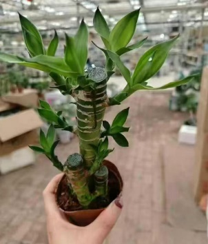 Драцена сандериана Три ББК 9 15