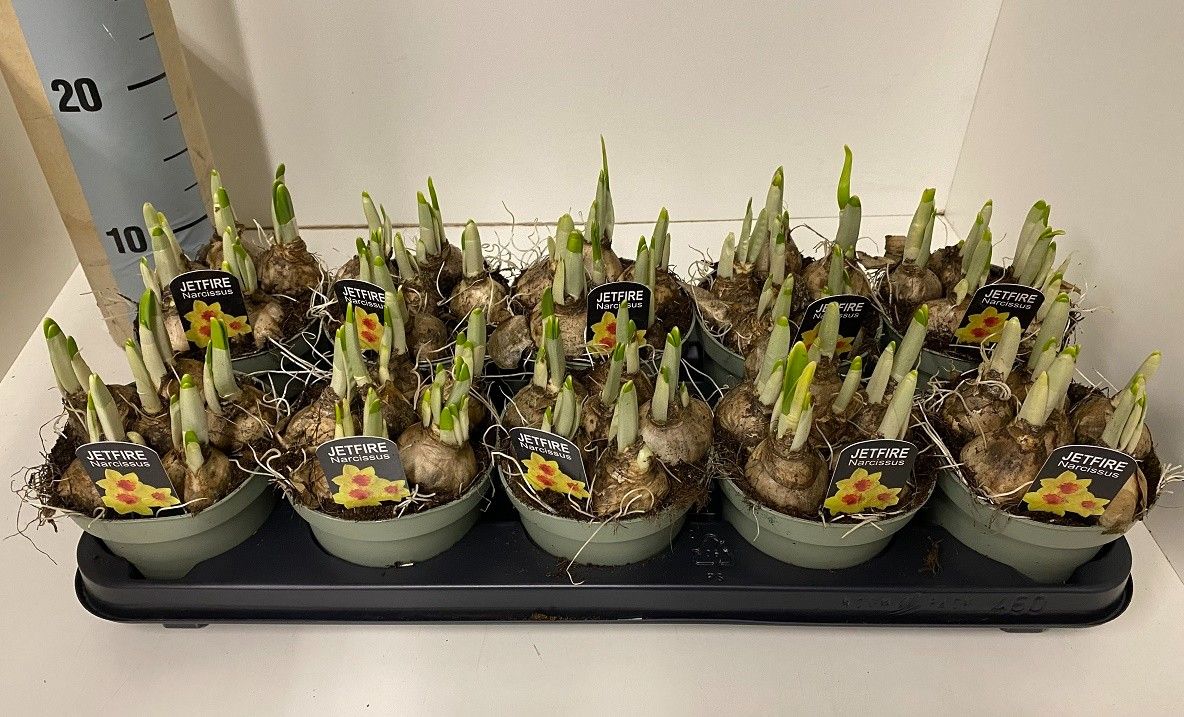 12 cm Narcis Jetfire in olijf groene pot, D 12