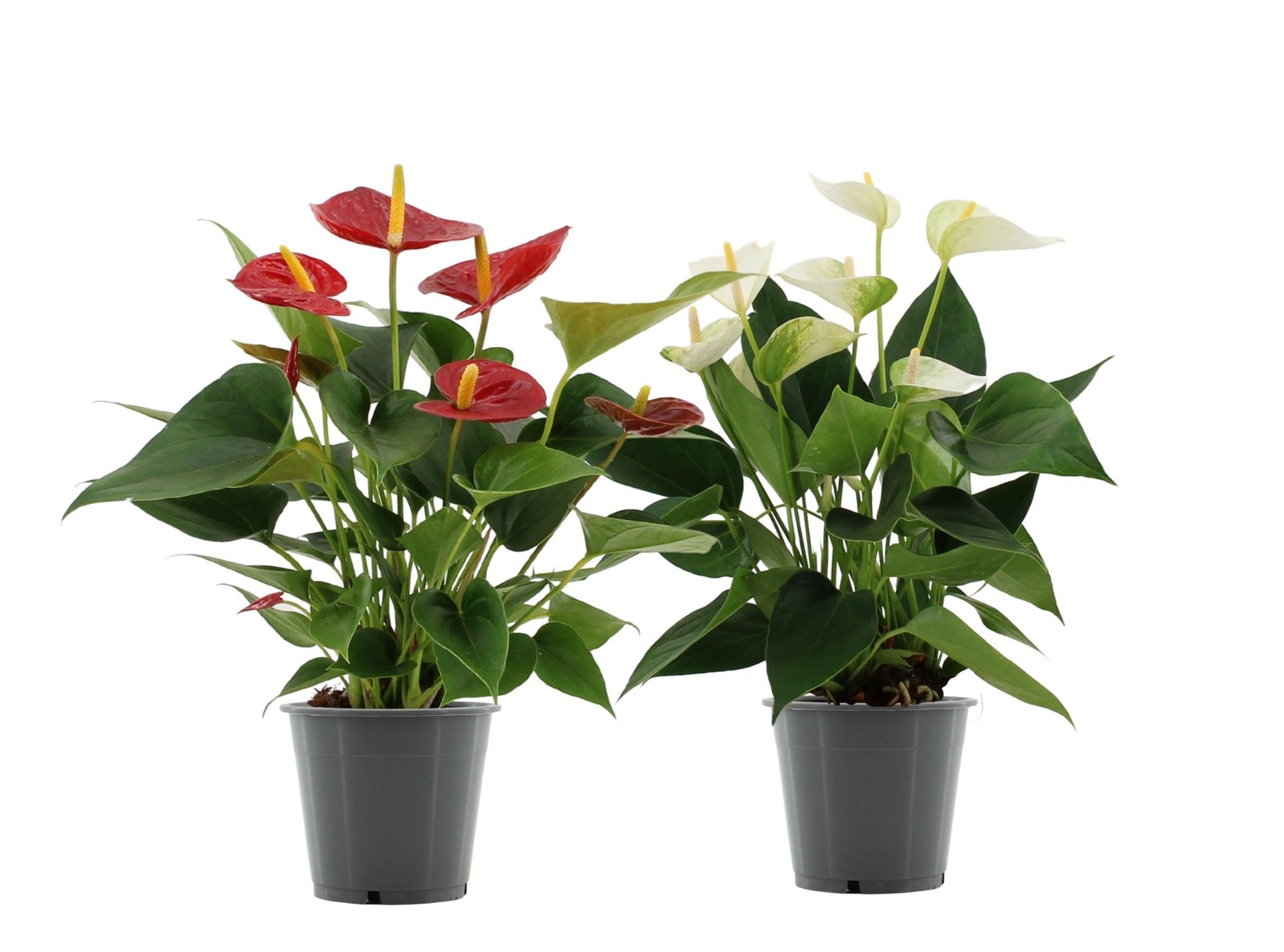 Anthurium 12 cm Red & White mix in transparant sleeve, D 12