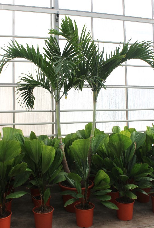 Veitchia merrillii 2pp, D 55 cm