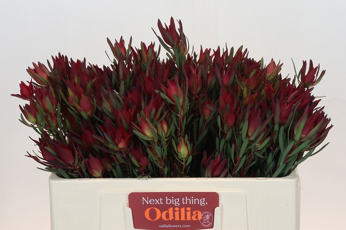 Леукадендрон Блаш 50, шт.