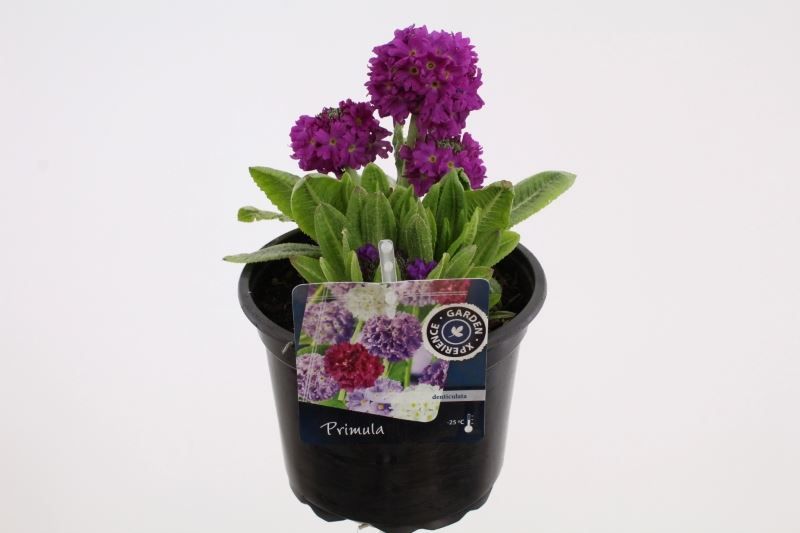 Primula denticulata Rubin, D 17