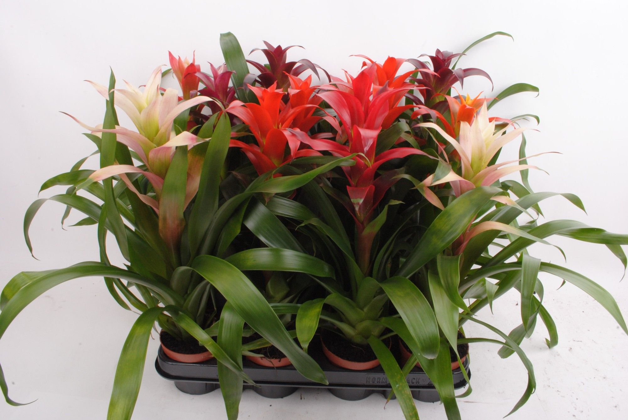 Guzmania mix (lange soorten), D 9
